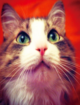 Пушистая кошечка с зелёными глазами