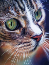 Котёнок с красивыми зелёными глазами