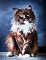 Пушистая кошка с белым воротничком