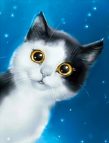 Черно-белый котёнок и звёздное небо