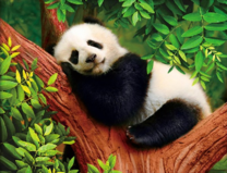 Панда спит на ветвях дерева