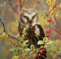 Сова на ветке с ягодами