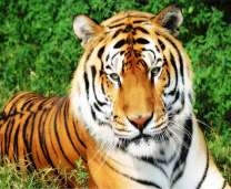 Большой добрый тигр