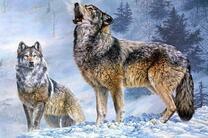 Вой серых волков в зимнем лесу
