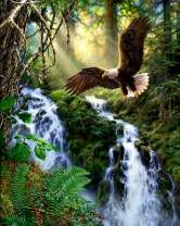 Орлан над бурной лесной рекой