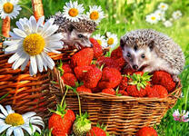 Ежики на полной корзине клубники