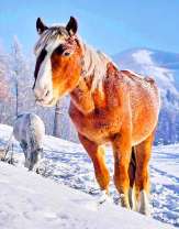 Лошади в заснеженной горной местности