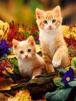 Рыжие котята в саду