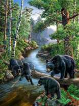 Медвежья семья прибирается через реку