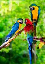 Три красочных попугая на небольшой ветке