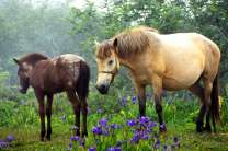 Лошадь с жеребенком на цветочном лугу