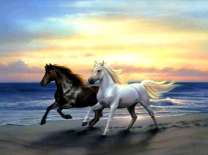 Черный и белый конь на берегу моря