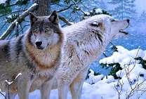 Волки в зимнем заснеженном лесу