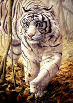 Белый тигр в осеннем лесу