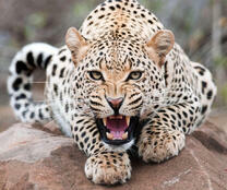 Грозный леопард на камне