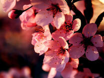 Цветы сакуры крупным планом