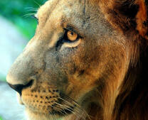 Красивый кареглазый лев крупным планом