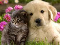 Котенок и щенок на фоне весенних цветочков