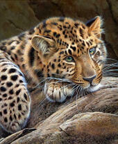 Задумчивый молодой леопард