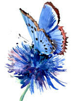 Синяя бабочка на цветочке