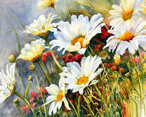 Цветущие на лугу ромашки и маки