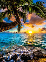 Пальма и солнце над морем