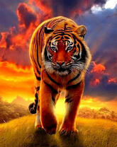 Тигр на фоне неба и восходящего солнца