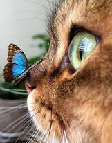 Кошечка и маленькая синяя бабочка