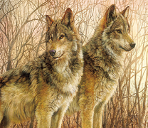 Серые волки в осеннем лесу