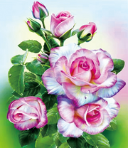 Нежная роза в капельках росы