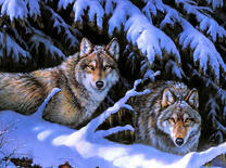 Волки среди заснеженных ветвей